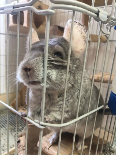 知道这几个秘诀，哪怕新手，也能养出胖龙猫