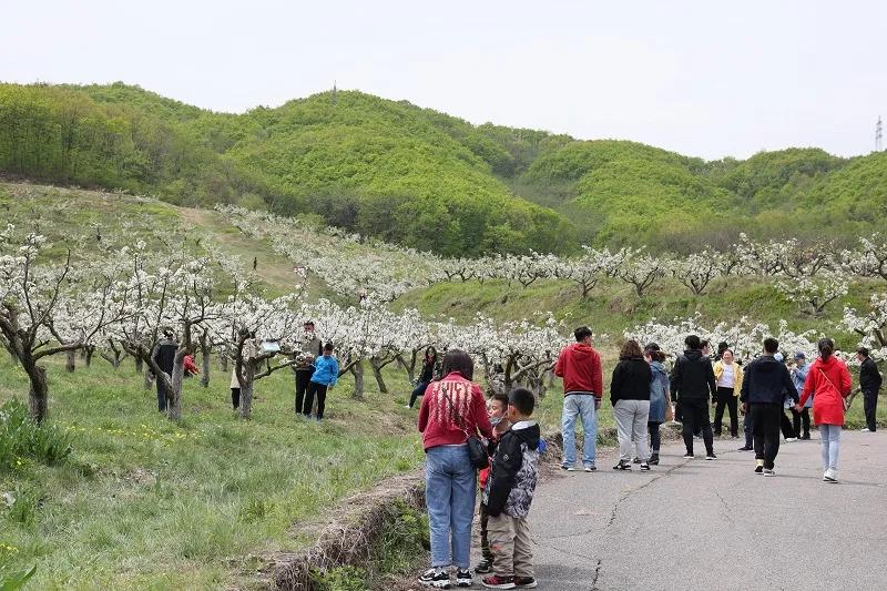 大梨树生态旅游区最佳时间,大梨树生态旅游区营业时间