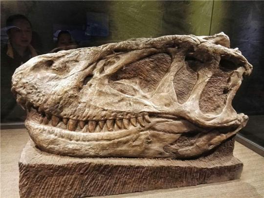 马斯克15年内培育出恐龙,埃隆马斯克复活恐龙计划