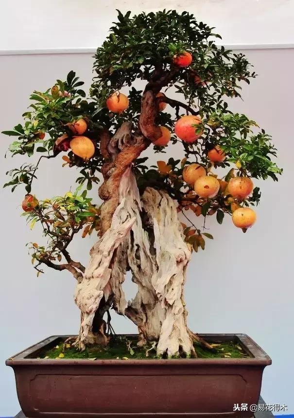 盆景构造及构成,树桩盆景鉴赏技巧