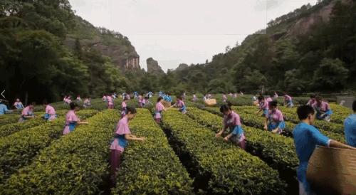 武夷山为啥名气不大,武夷山还好吗