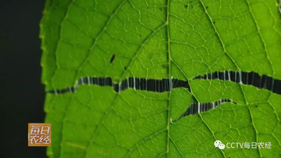 吃得了杜仲，卖的出价钱的羊