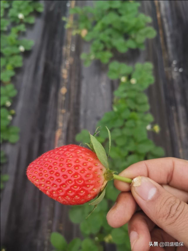 草莓出现红杆怎么处理,草莓根部长白霉了是什么原因