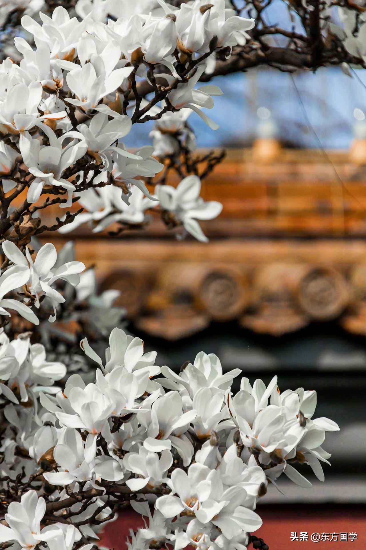 @所有人，周末一起赏玉兰，五处北京玉兰美景