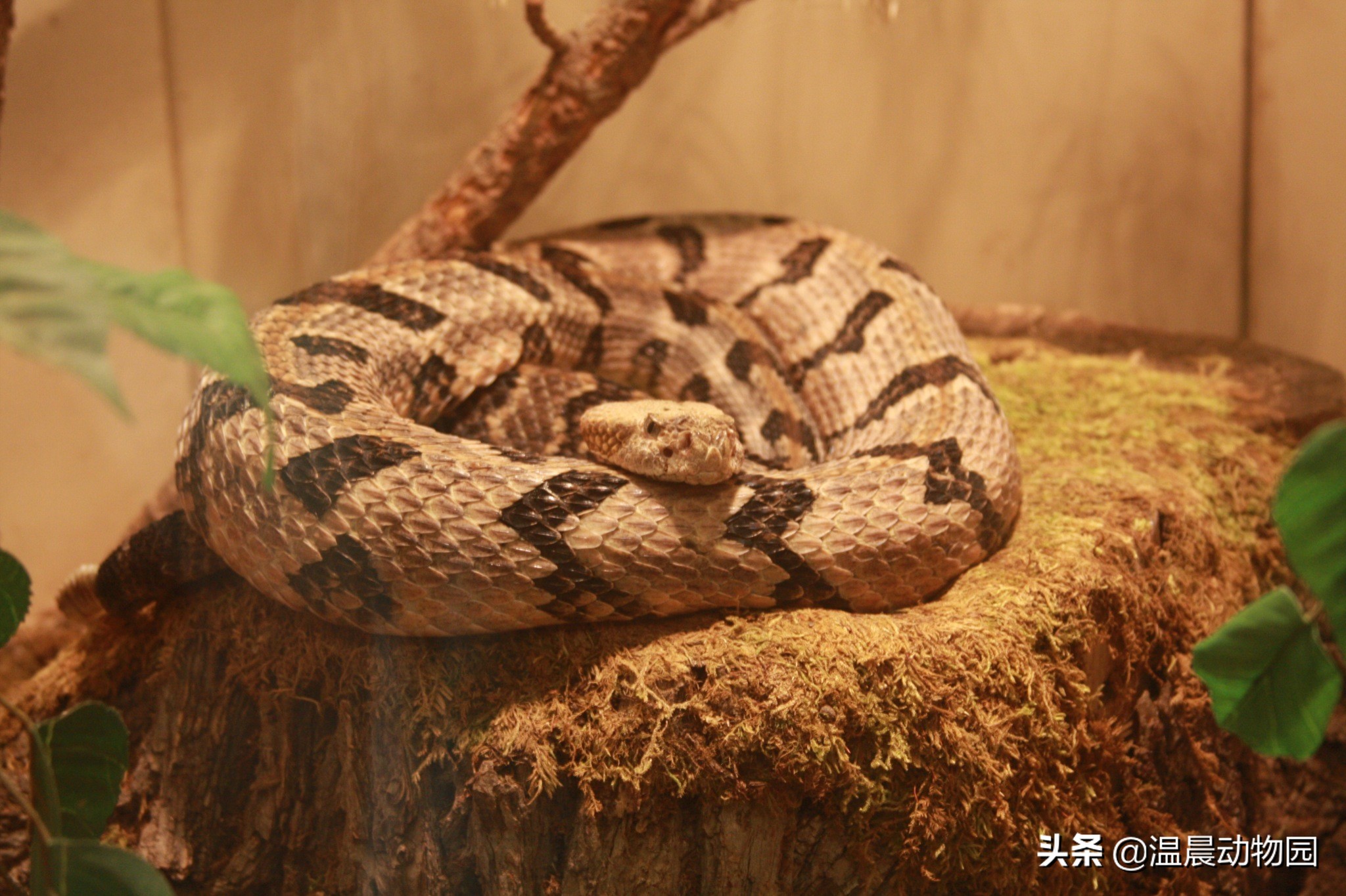 宠物蛇拒食能活多久啊视频,宠物蛇出现拒食