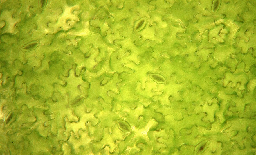 微观世界大自然,微观世界的神奇视频