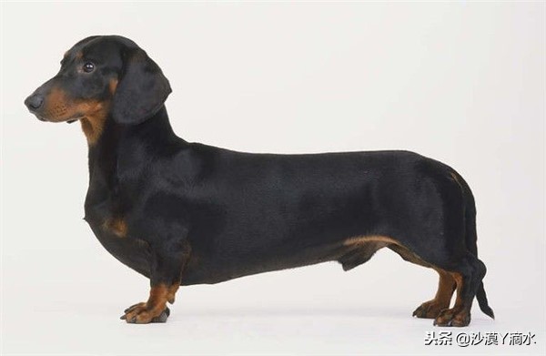 比尼熊狗狗价格,阿拉斯加狗狗价格