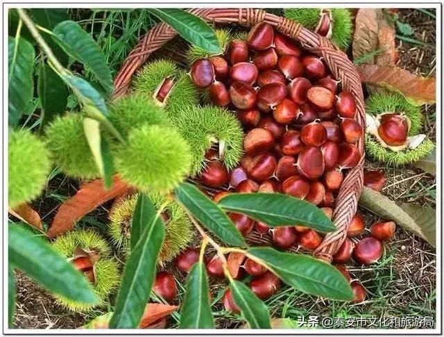 马上过年了买点北方的特产,快过年了有什么东西送给家人