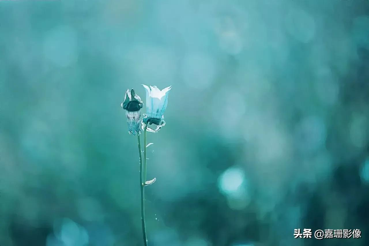 看看花容，听听花语2020年我镜头里的百种花卉