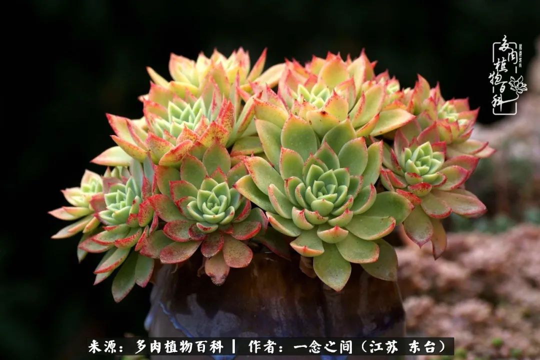 一见多肉误终生,一见多肉误终生从此钱包成路人