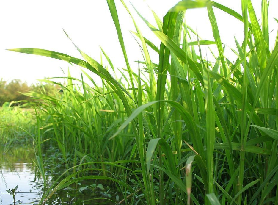 拔苗助长寓言故事告诉我们的道理,揠苗助长的寓言故事告诉我们什么