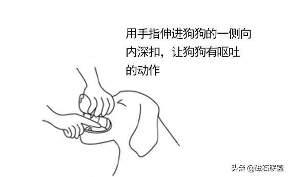 当狗狗误食有毒食物怎么办,收下这篇急救贴士,让您不再束手无策