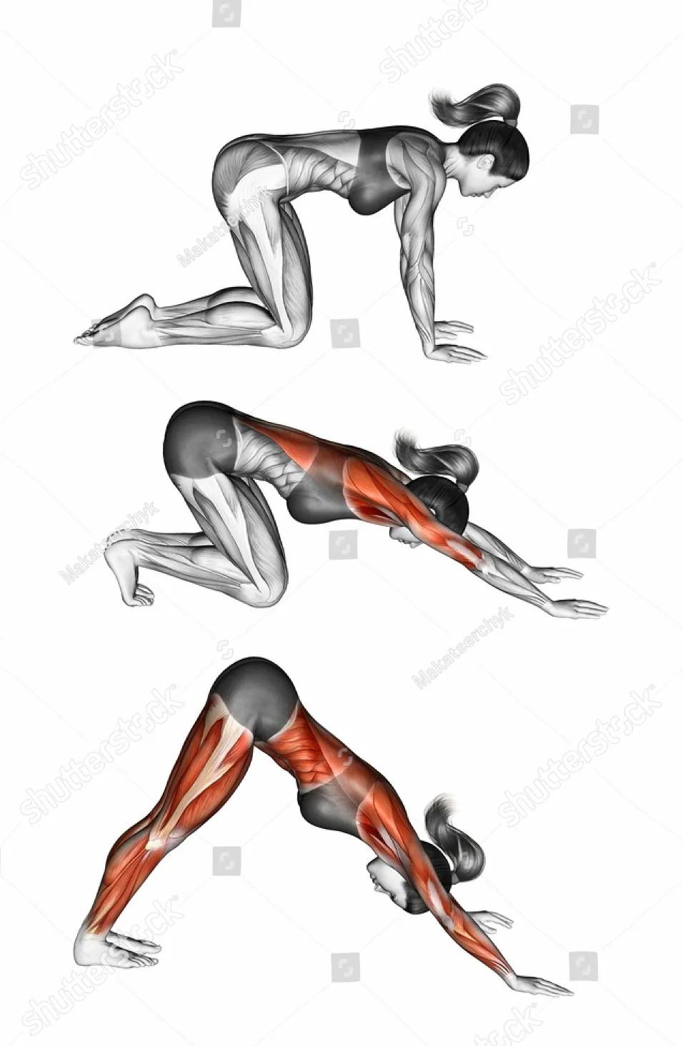 放松肌肉的动作图,各个肌肉的放松方法