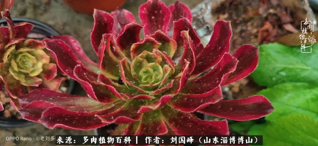 多肉植物大王叫我来巡山,大王叫我来巡山绿植