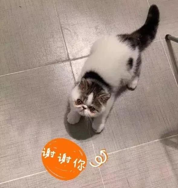 美团叮咚暂停服务,叮咚外卖最新消息