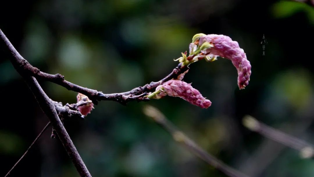 四明山龙观山,四明山国家森林公园樱花