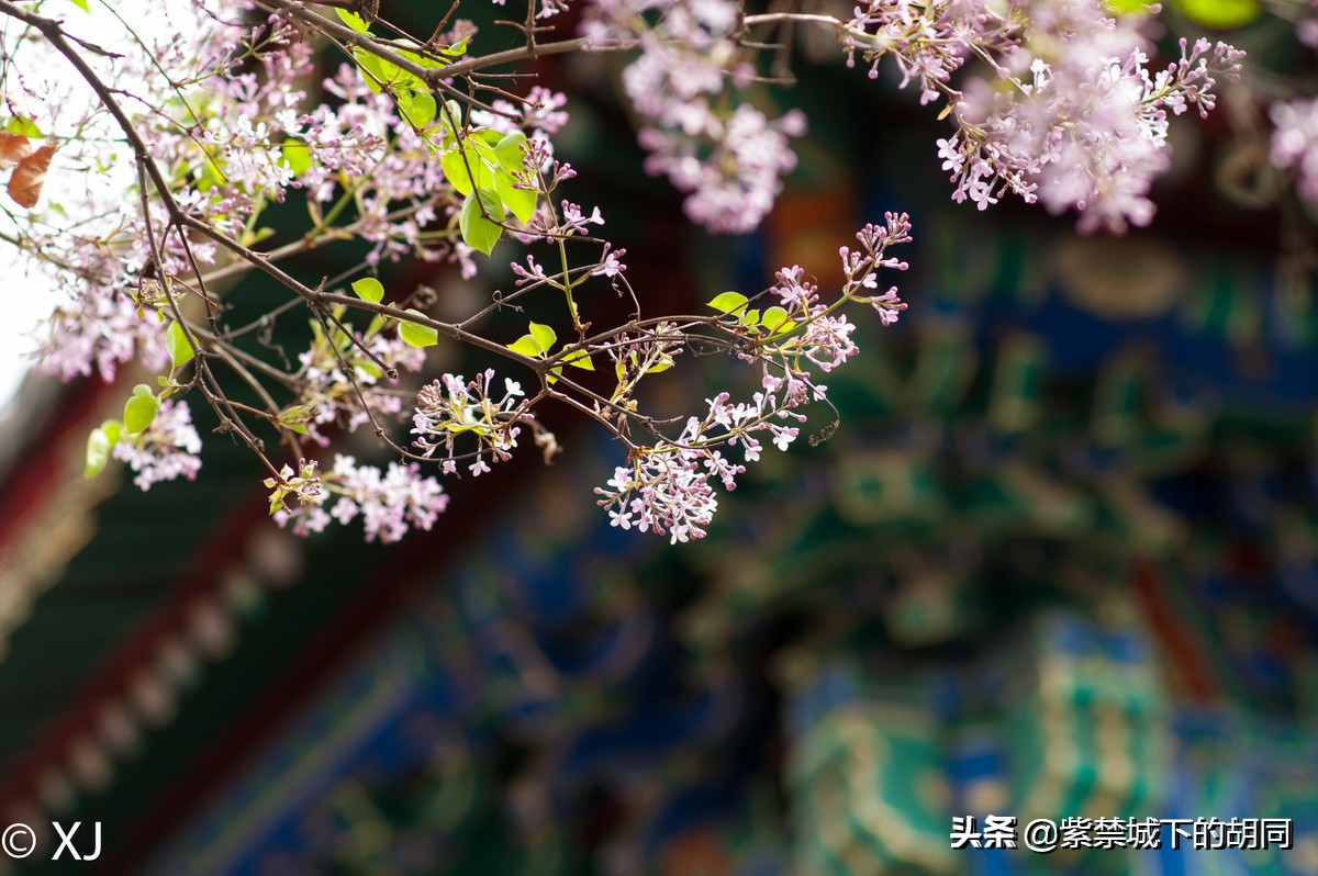 寻访京西千年古寺,寻访人间四月天