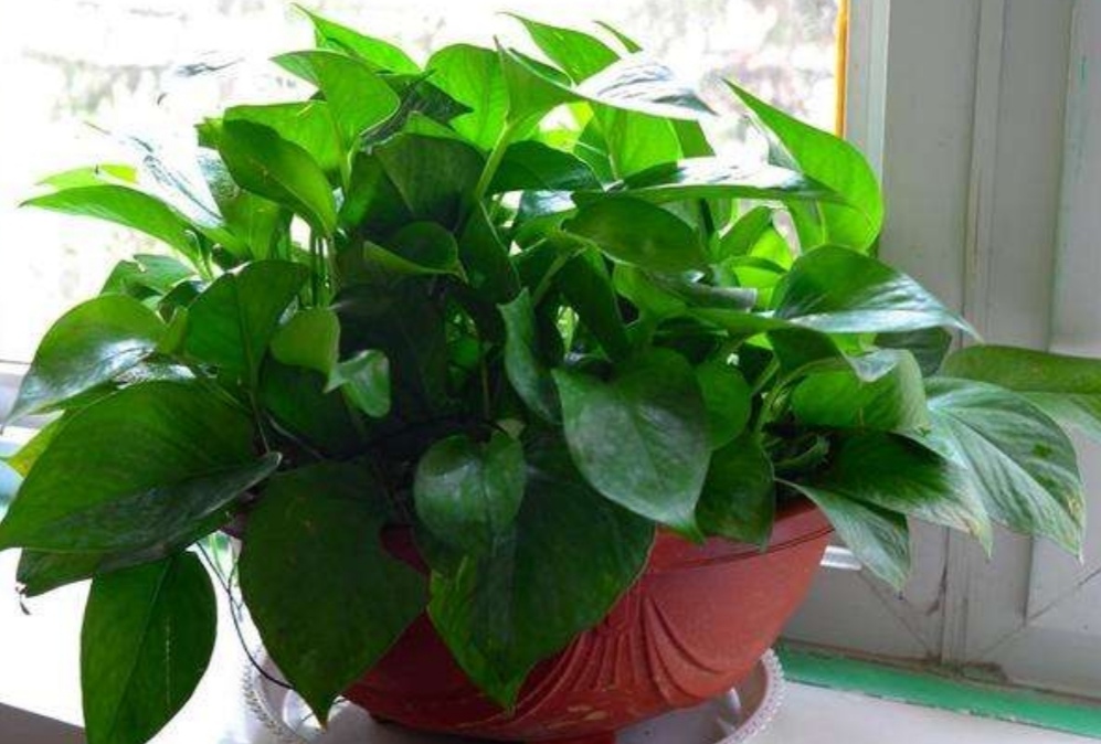 绿萝怎么家养得旺盛小窍门,家里的绿萝怎么才能长得旺盛