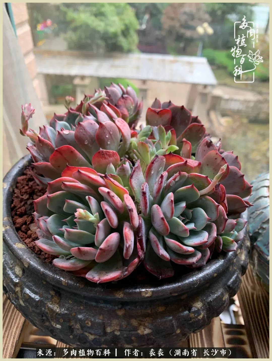 栽花种草的岁月，万物生长之阴晴圆缺