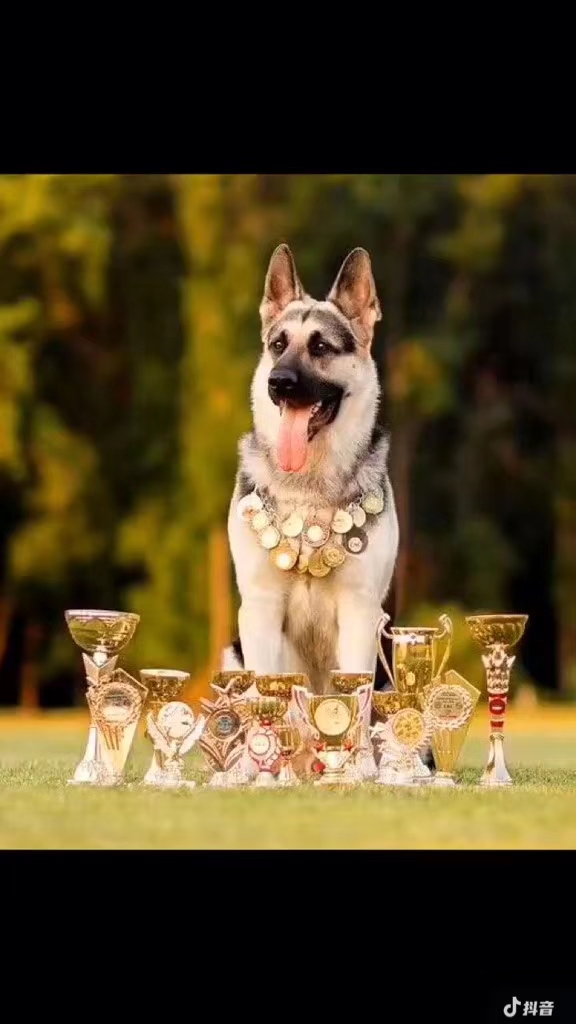 狼犬的故事,狼犬一般有多高