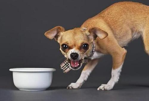 训练狗狗护食怎么纠正,狗狗护食怎么训练