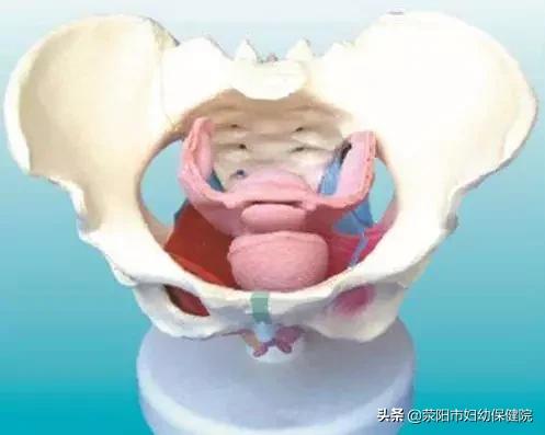 子宫脱垂危害性,子宫脱垂危害是什么