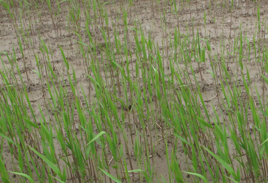 《说文解字》第105课:如何准确理解“蒹葭苍苍”?