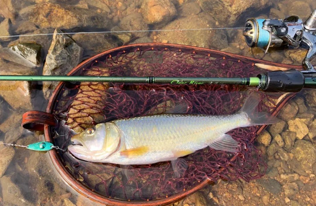 微物钓鱼vlog,蓝鲫微物