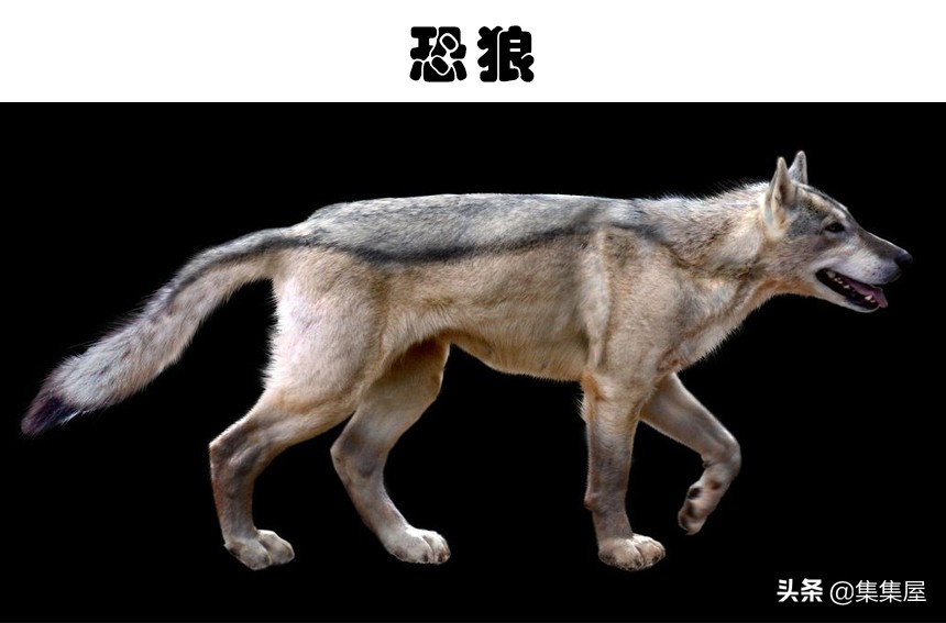 真实存在的5种生物,我的世界虚构生物