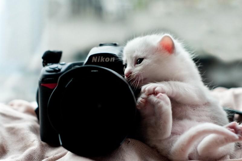 星巴克猫爪杯透明2019,星巴克猫爪杯完整版视频