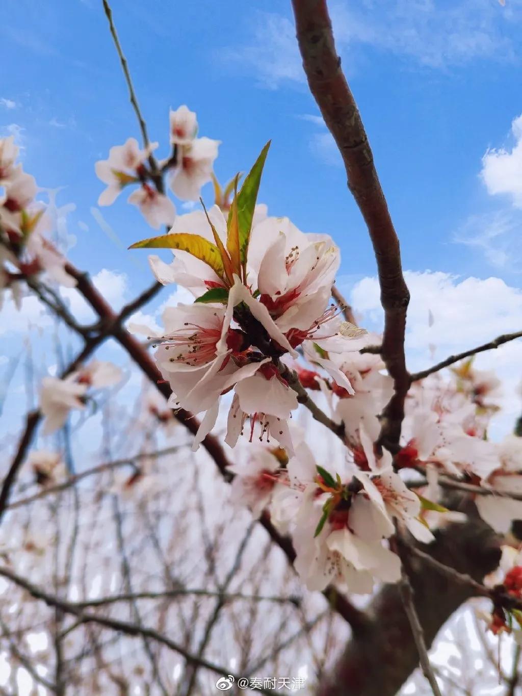 东丽区有发展吗,天津东丽区为什么没发展