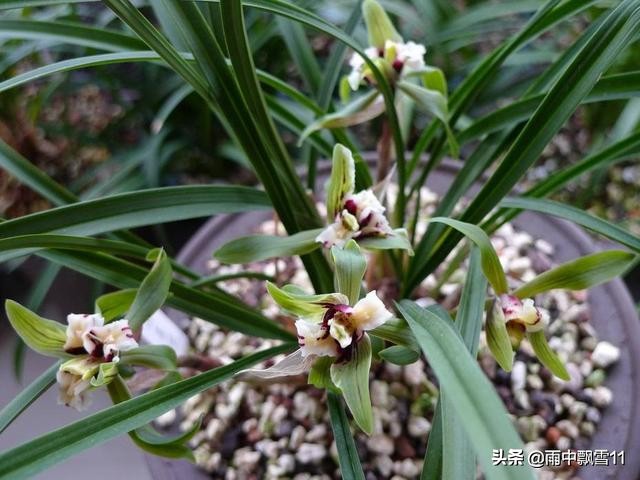 兰花怎么养才能长得旺盛,兰花怎么养才能旺盛容易开花