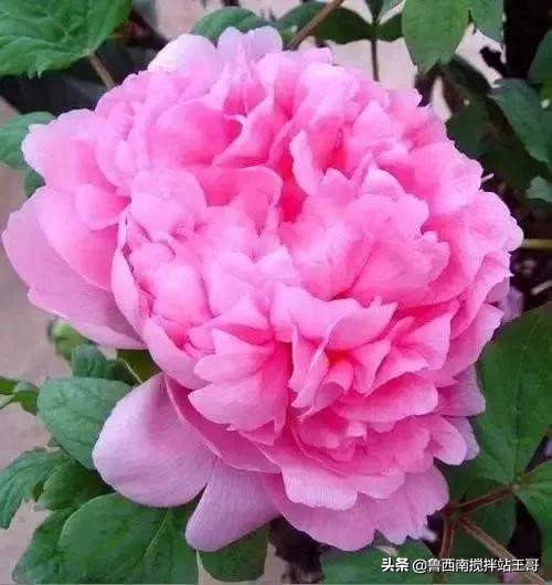 牡丹十大品种九大花系,牡丹进口品种图片及名称