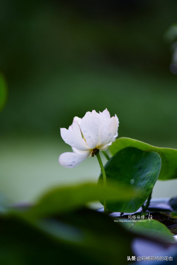 碗莲种子种植步骤及注意事项,碗莲种植方法超简单的快来看看吧