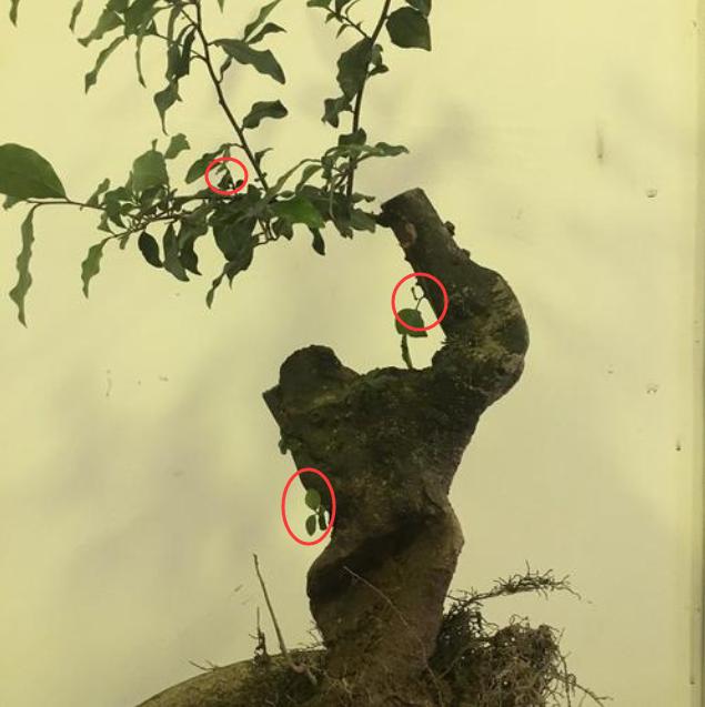 金弹子开花授粉时间,金弹子开花初期如何养护和管理