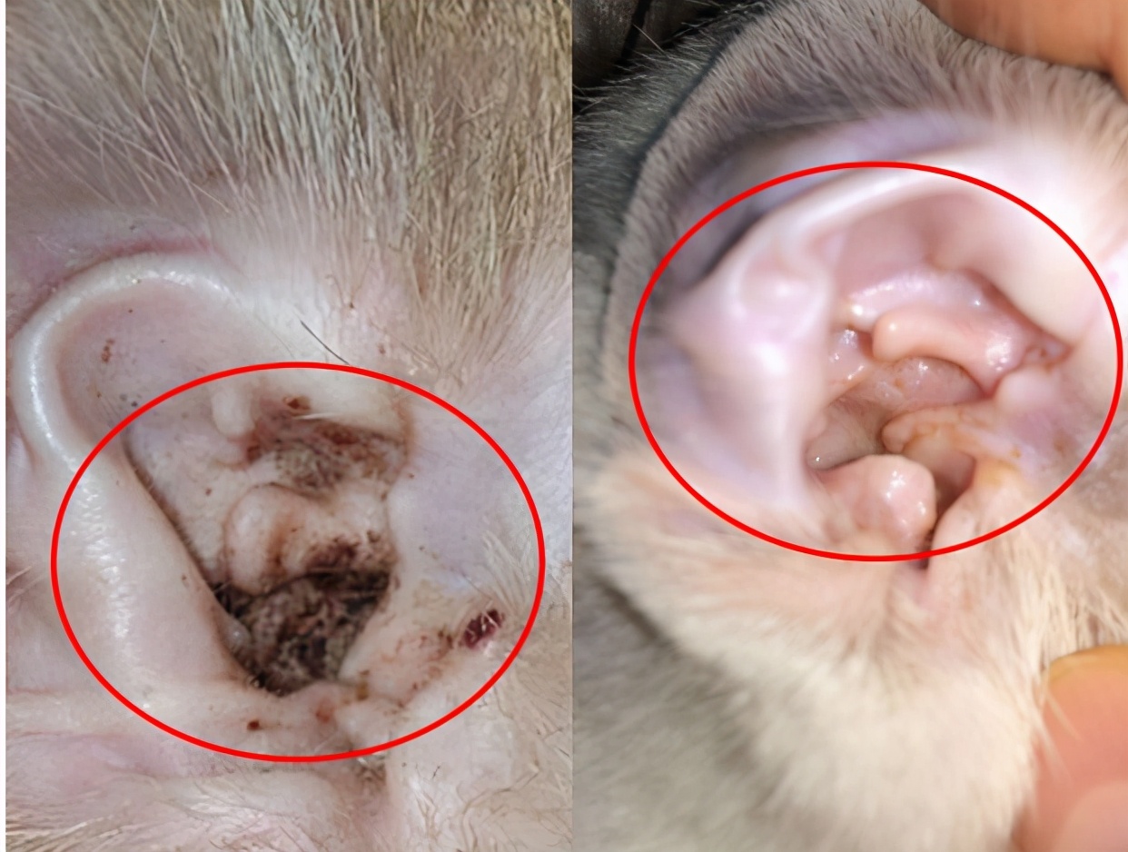 狗狗经常挠皮肤会感染吗,狗狗频繁挠耳朵