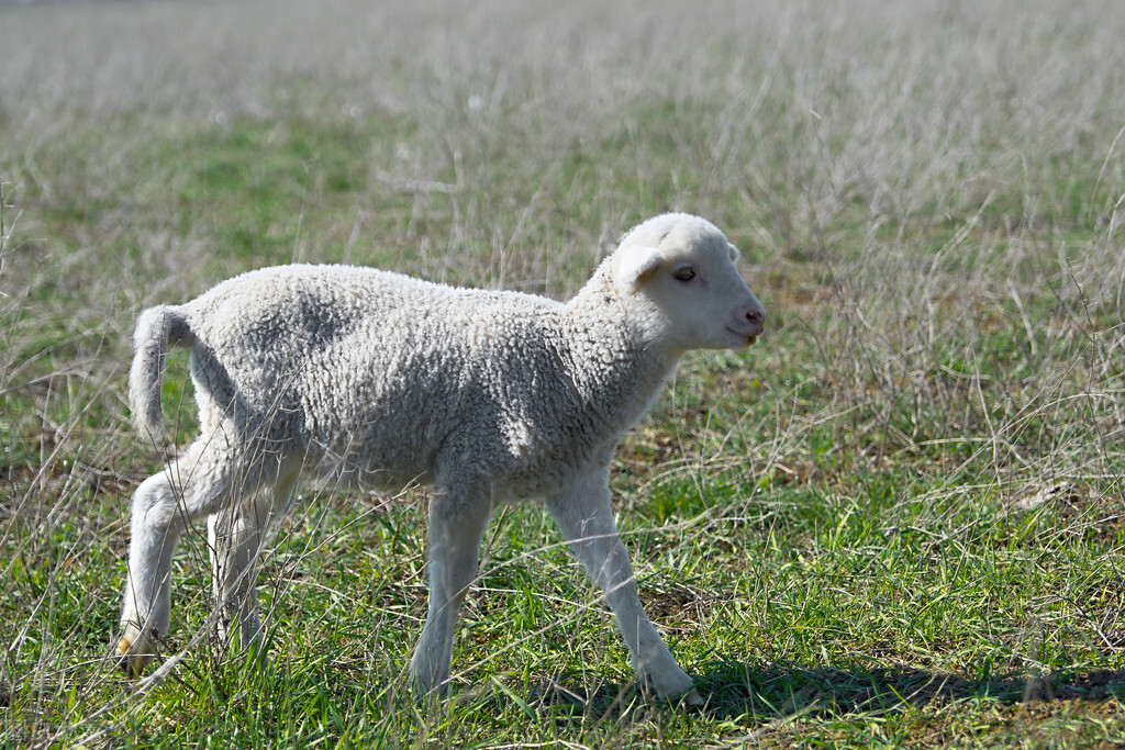 羊传染性结膜炎角膜炎解剖图,沙眼是慢性传染性角膜结膜炎吗