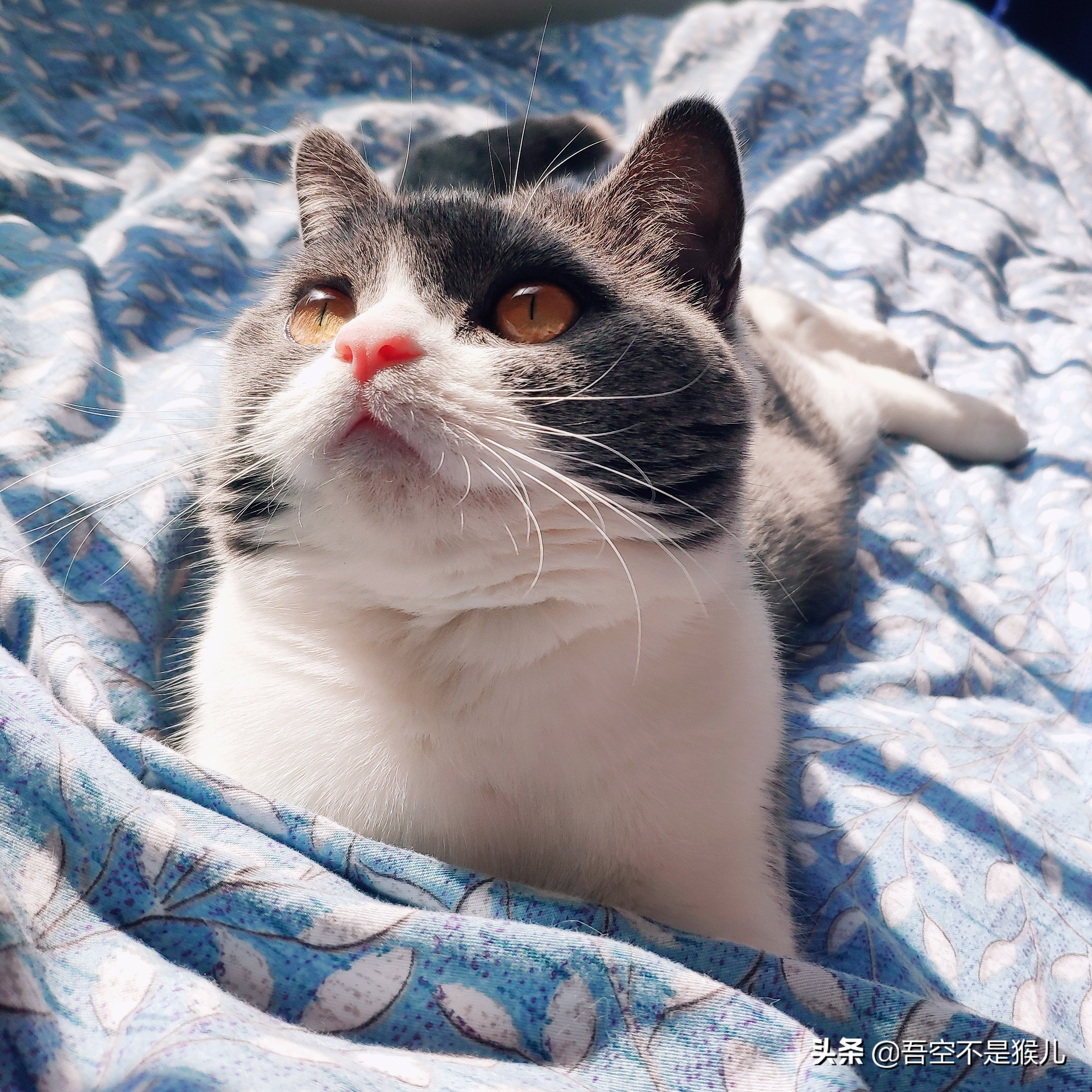 铲屎官害怕猫咪怎么办,铲屎官怕猫咬手指怎么办