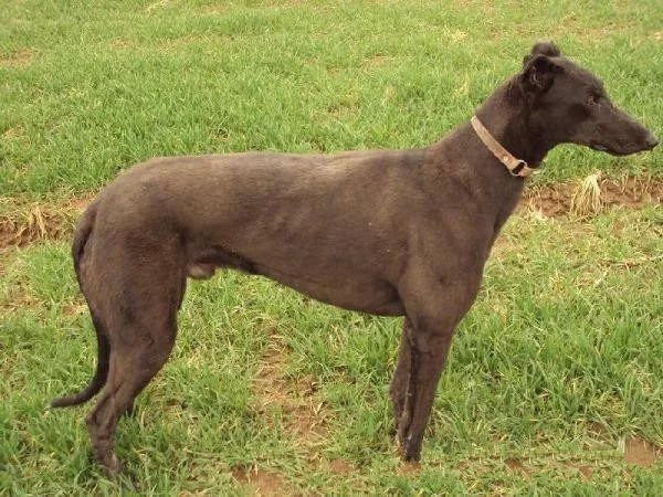 世上最漂亮的十种狗,最名贵的狗叫什么名字