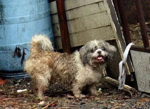 有了这个证,必要的时候可以救狗狗一命