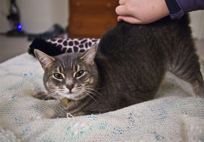 猫咪乱拉乱尿是不是猫砂盆没清理,猫咪乱拉乱尿能打吗