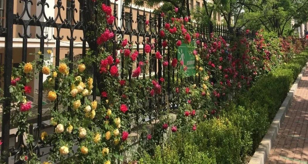 大连五中高中,大连五中高中部