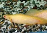 红色黄色的热带鱼是什么热带鱼,热带鱼类型有哪些