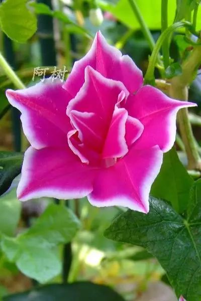 牵牛花到处都可以肆无忌惮的生长,不常见的品种,美出天际!