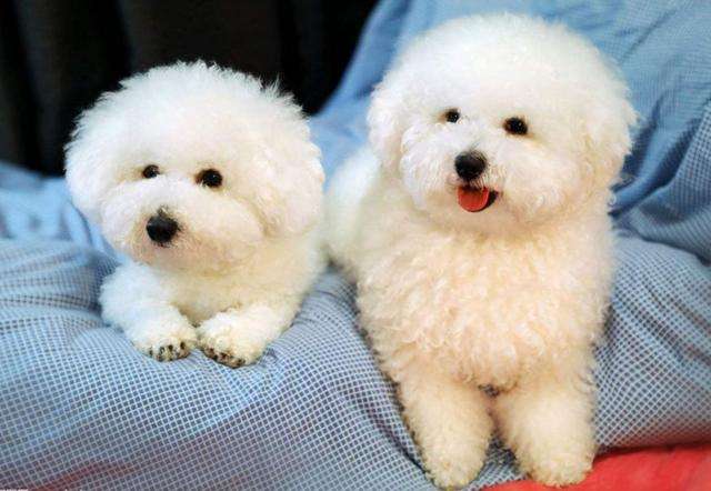 新手养狗狗的注意事项比熊,家庭养狗养雪纳瑞好还是比熊好