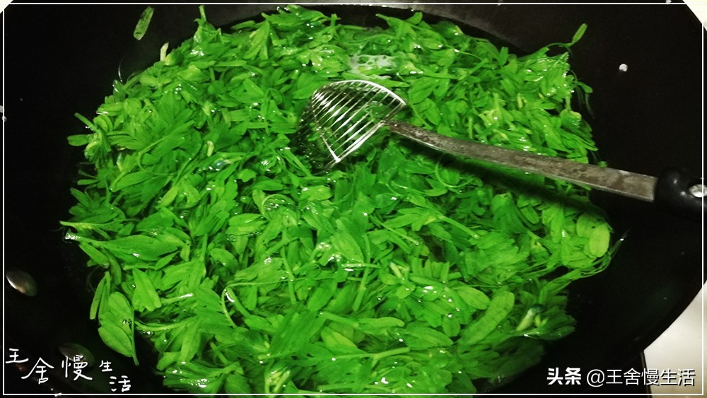 一年四季都可以吃的豌豆尖,野生豌豆尖正确采摘