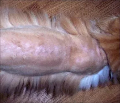 流浪猫猫癣是什么样的,金渐层猫得猫癣什么样