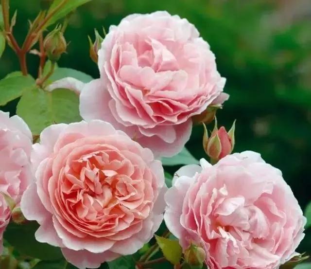 玫瑰花有哪些品种,玫瑰花有哪些品种大全