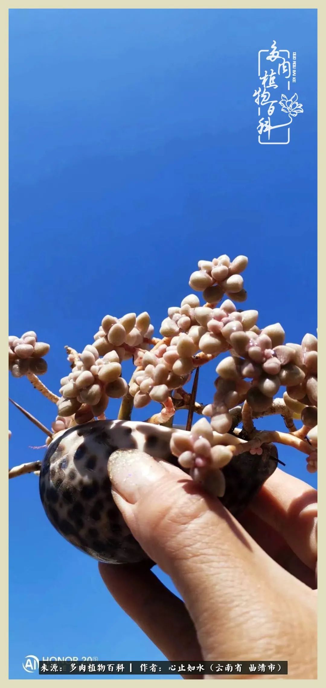 景德镇精品拇指多肉盆,轻奢多肉拇指盆3.5