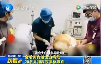 给宠物献血有什么好处,宠物献血的好处和坏处